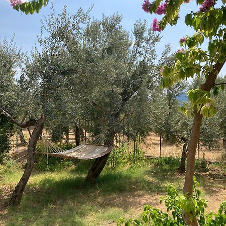 Casa Sisu-Appartamento Immerso Negli Ulivi SantʼElia Fiumerapido Buitenkant foto