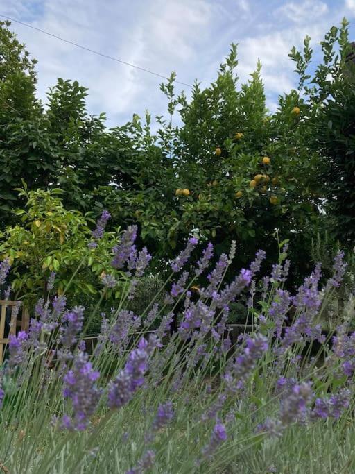 Casa Sisu-Appartamento Immerso Negli Ulivi SantʼElia Fiumerapido Buitenkant foto