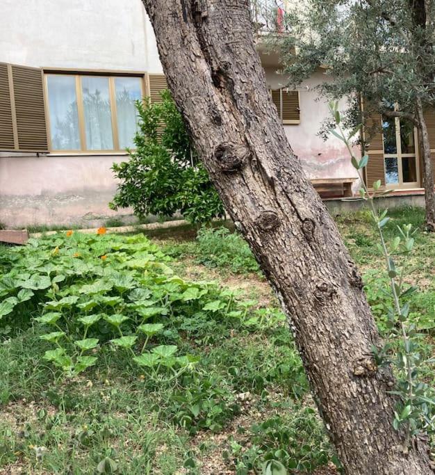 Casa Sisu-Appartamento Immerso Negli Ulivi SantʼElia Fiumerapido Buitenkant foto