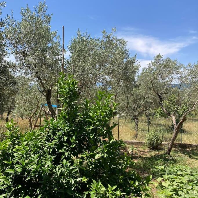 Casa Sisu-Appartamento Immerso Negli Ulivi SantʼElia Fiumerapido Buitenkant foto