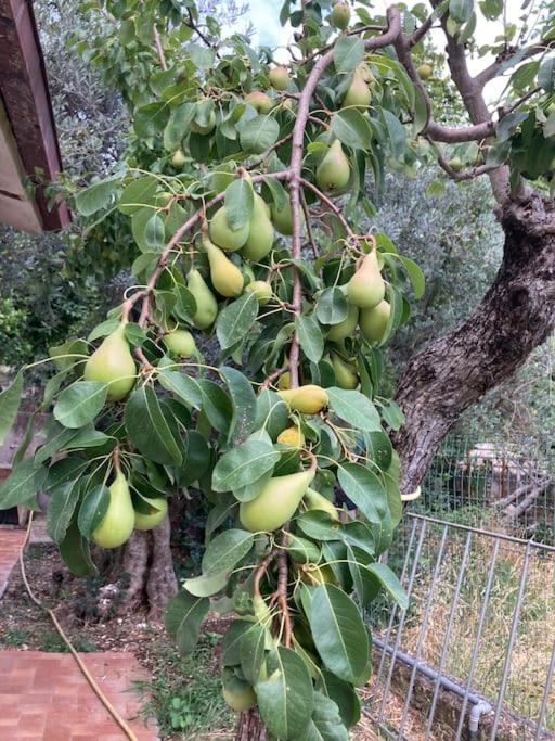 Casa Sisu-Appartamento Immerso Negli Ulivi SantʼElia Fiumerapido Buitenkant foto